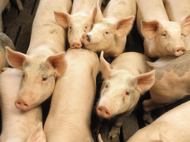 North Carolina-based Prestage Farms plans to build a 650,000-square-foot pork processing in north-central Iowa that would process as many as 10,000 hogs a day. (DTN file photo) 